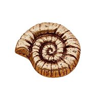 Ручка кнопка морская коллекция ракушка старая бронза, 504L2 Ручка кнопка морская коллекция ракушка старая бронза, 504L2