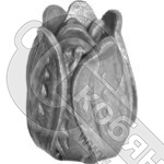 Тюльпан 70х50 мм 8464Т*** фото 2 Тюльпан 70х50 мм 8464Т*** фото 2